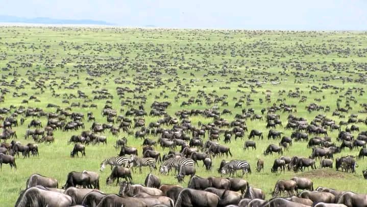 Best of Tanzania Safari