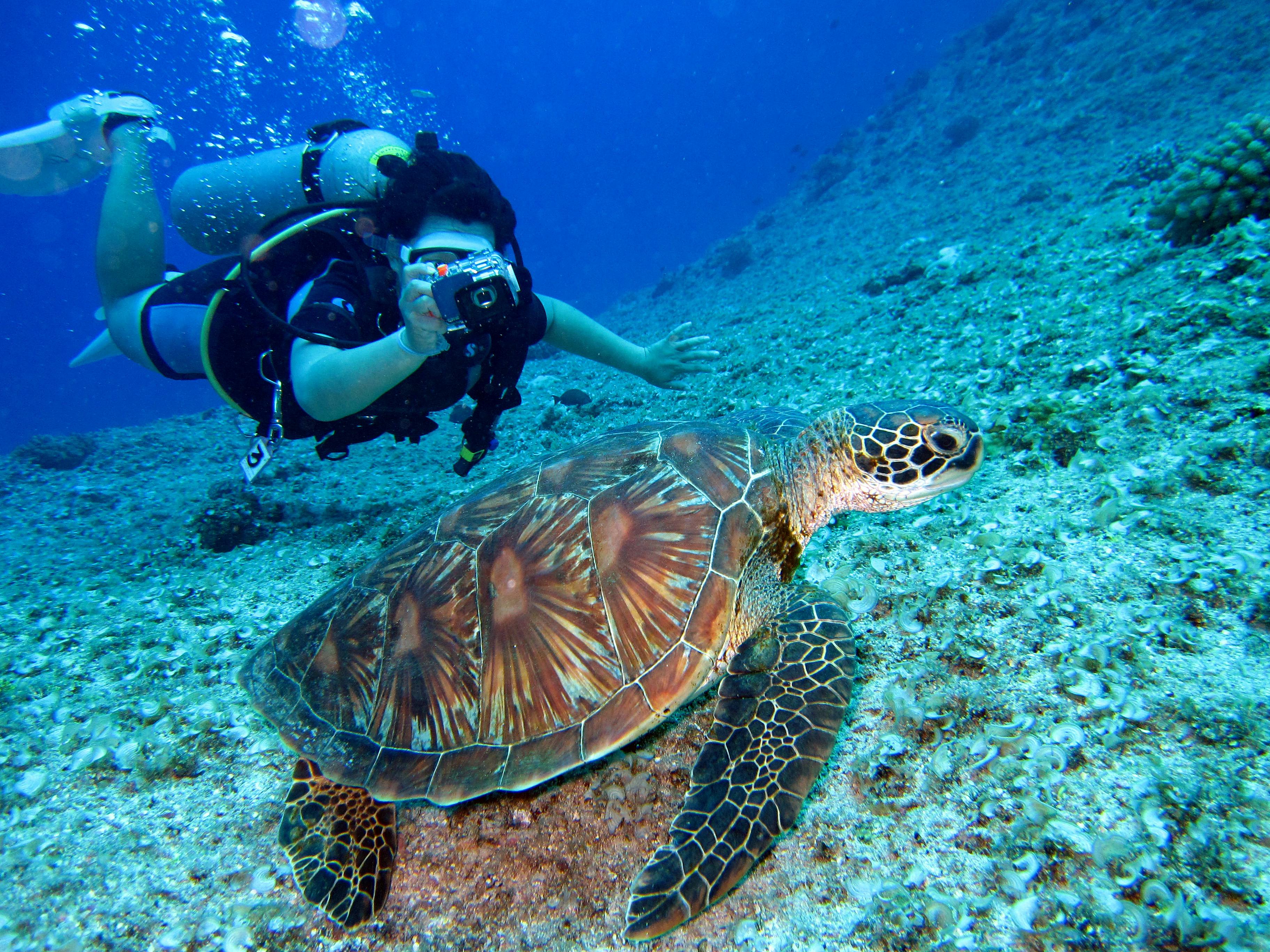 Mnemba Island Snorkeling