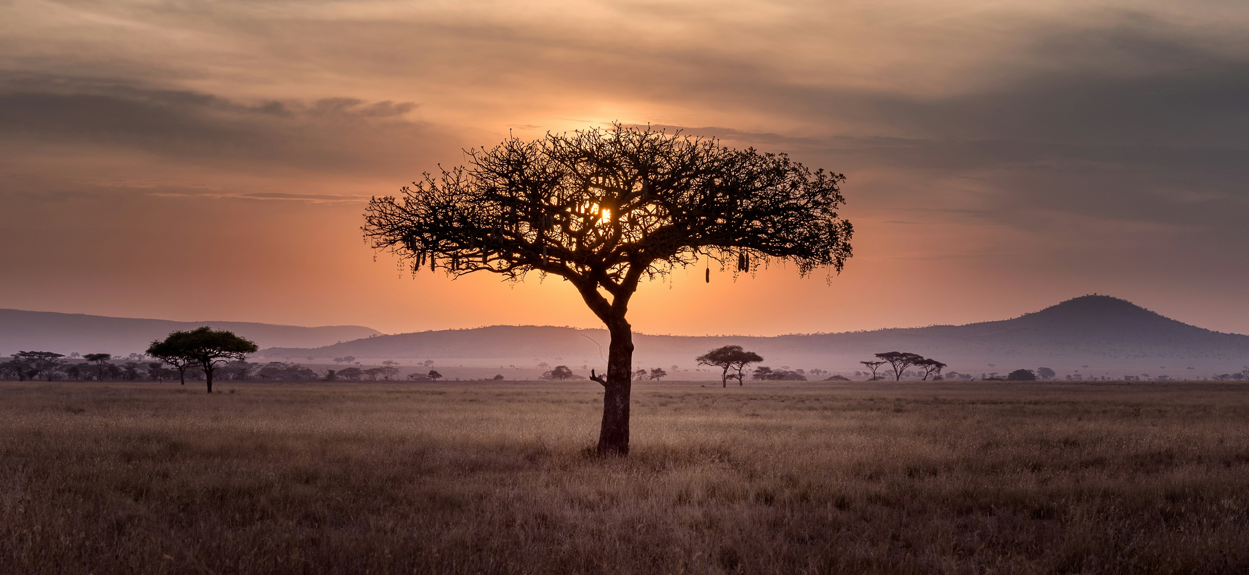 Safari Background