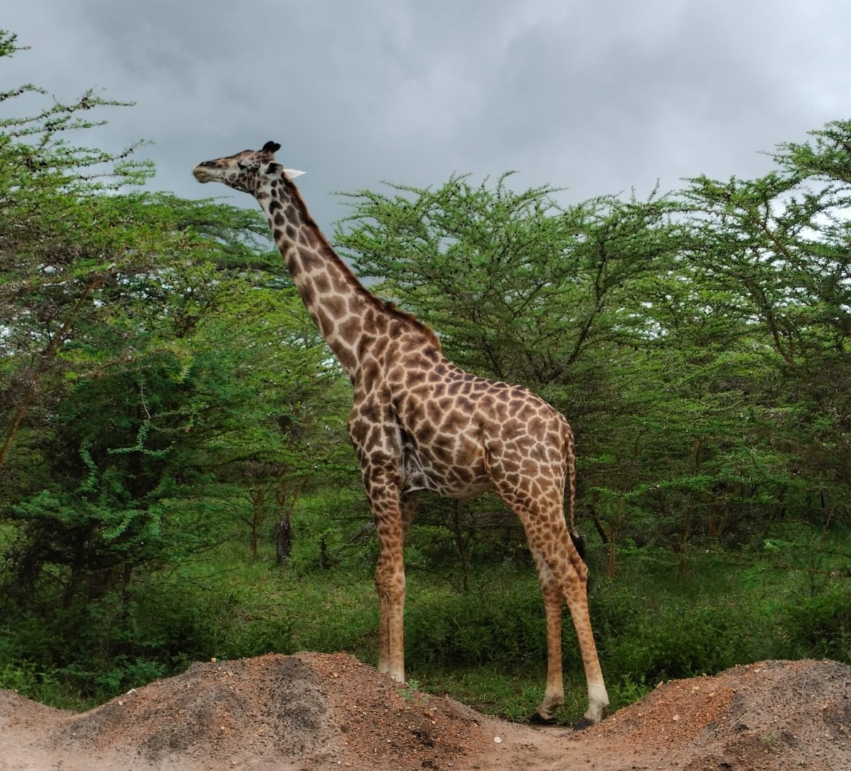Selous Game Reserve