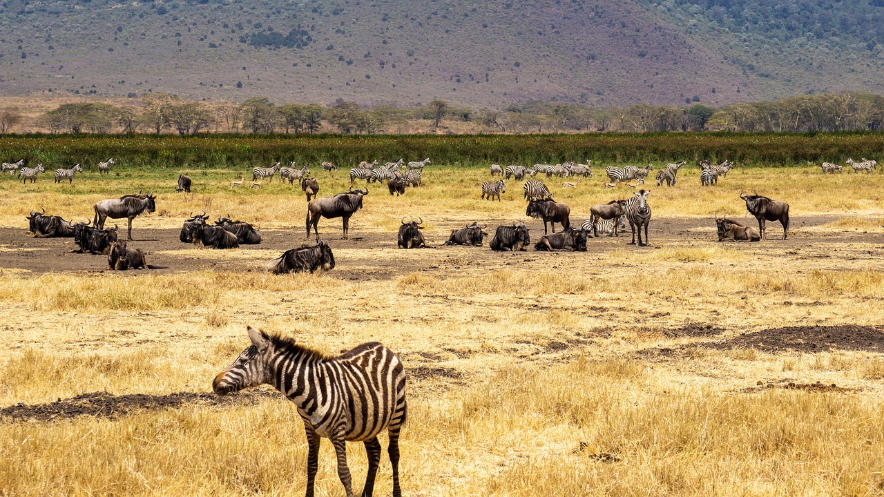 Tanzania Express Safari